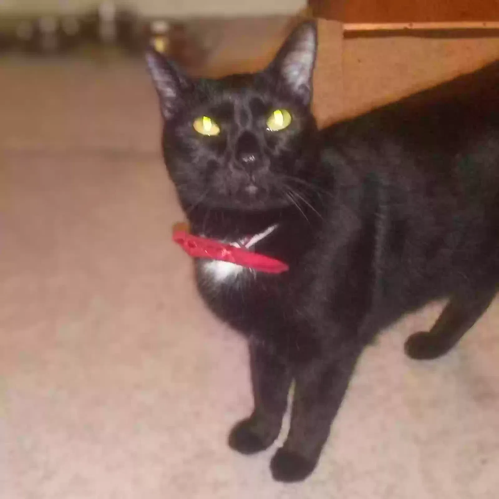 Lost cat in Vero Beach, FL, 32962