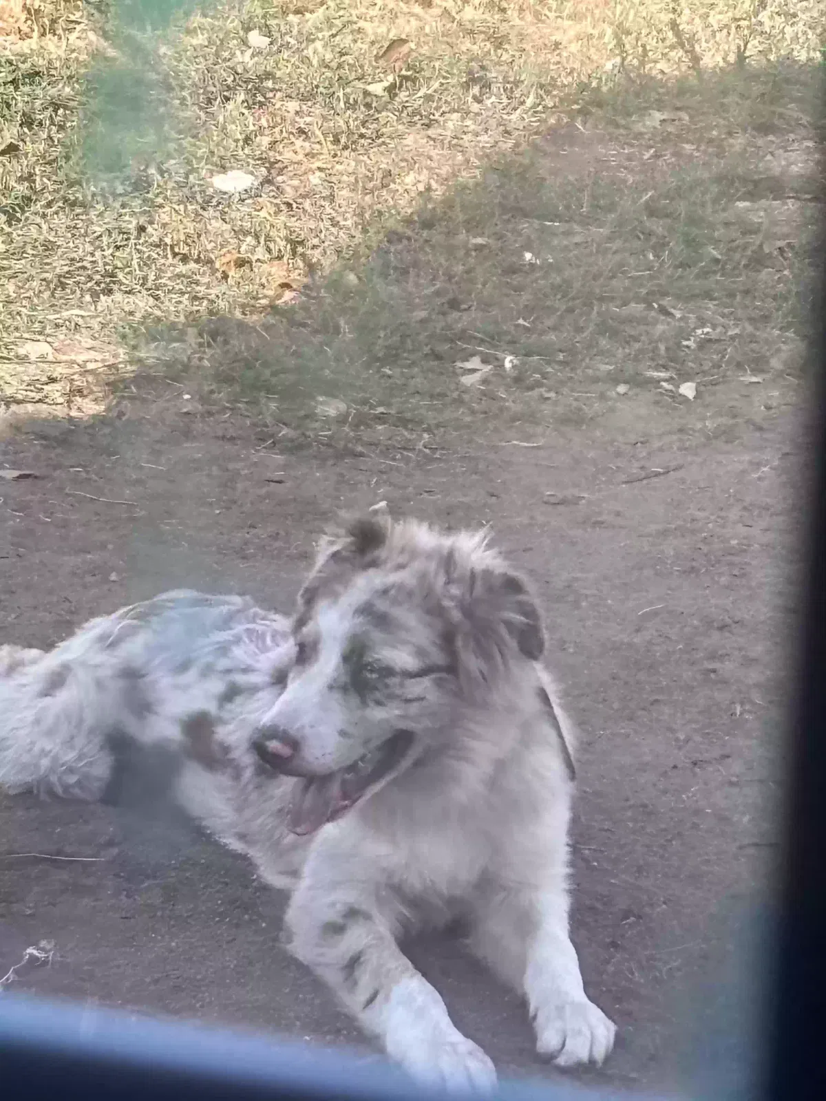 Lost dog in San Bernardino, CA, 92407