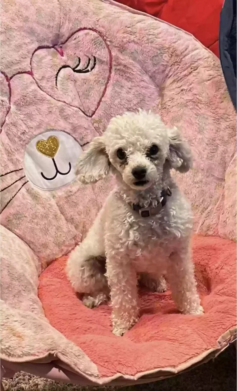 Lost dog in Amarillo, TX, 79118