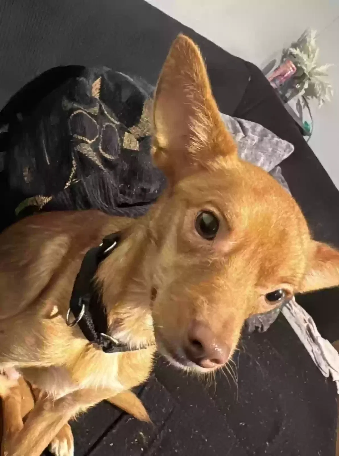 Lost dog in Darby, PA, 19023