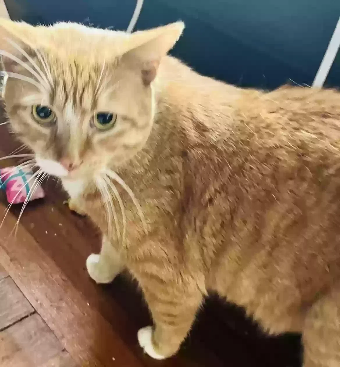 Lost cat in New Haven, CT, 6511