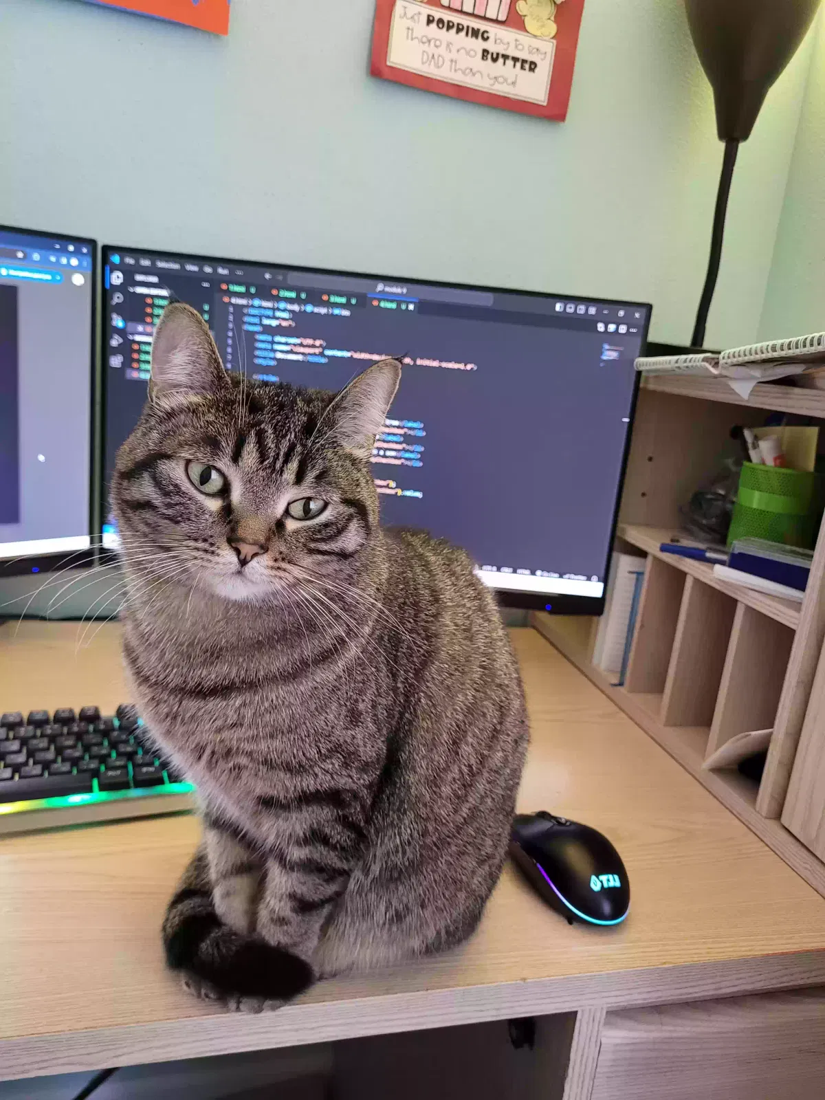 Lost cat in Redmond, WA, 98052