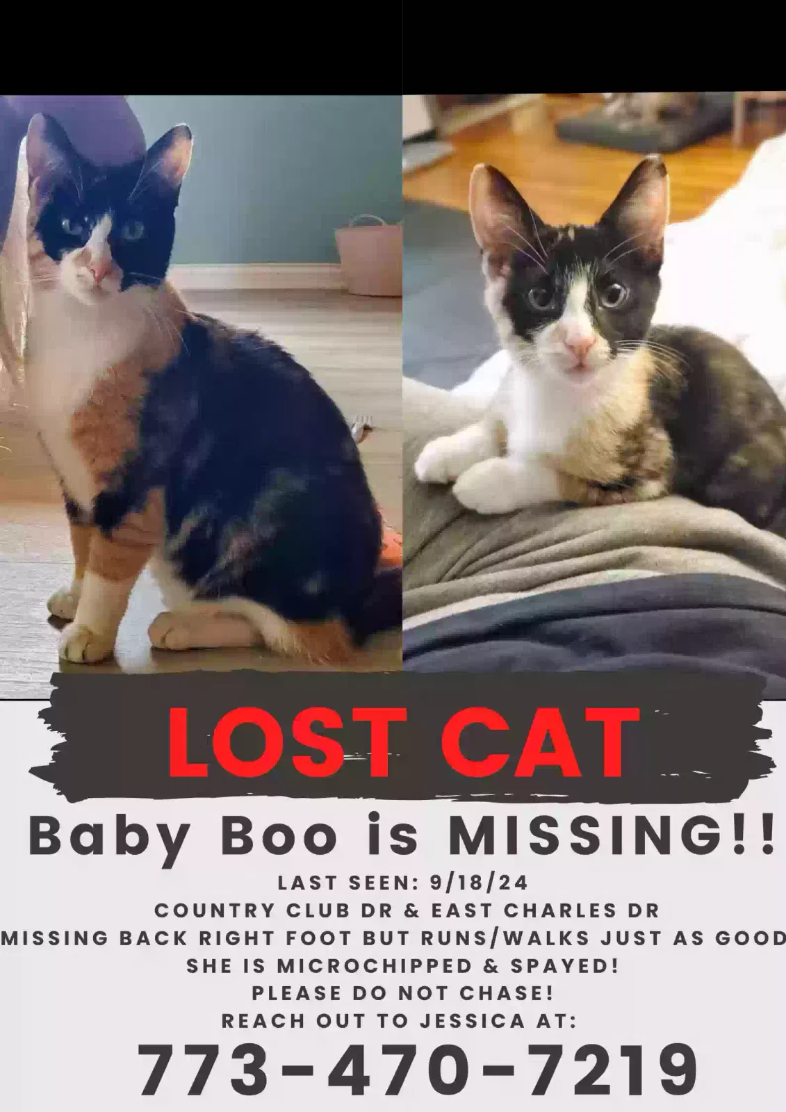 Lost cat in Melrose Park, IL, 60164