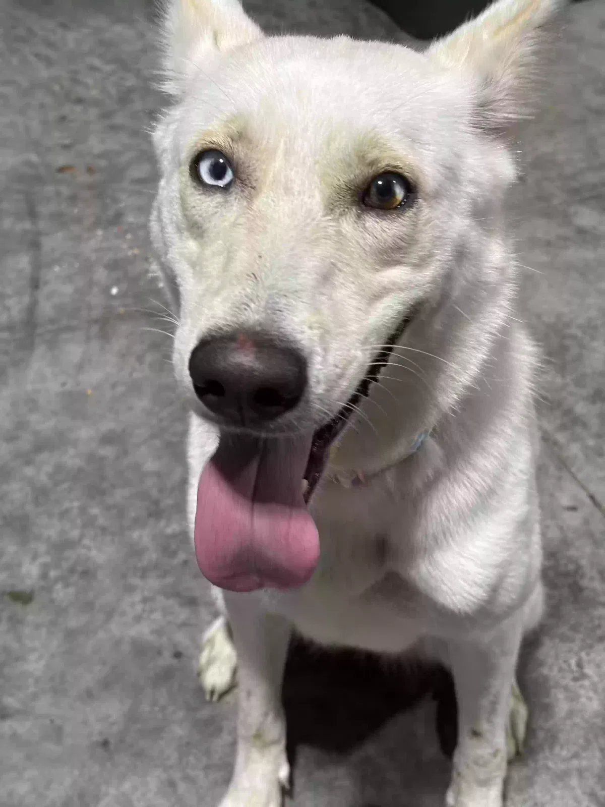 Found dog in High Point, NC, 27265