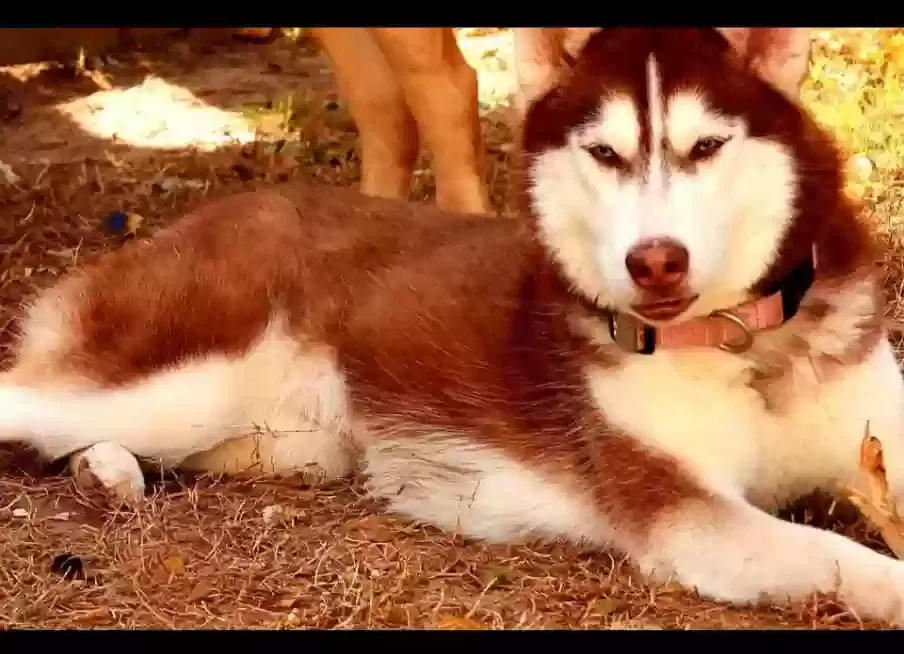 Lost dog in Haines City, FL, 33844