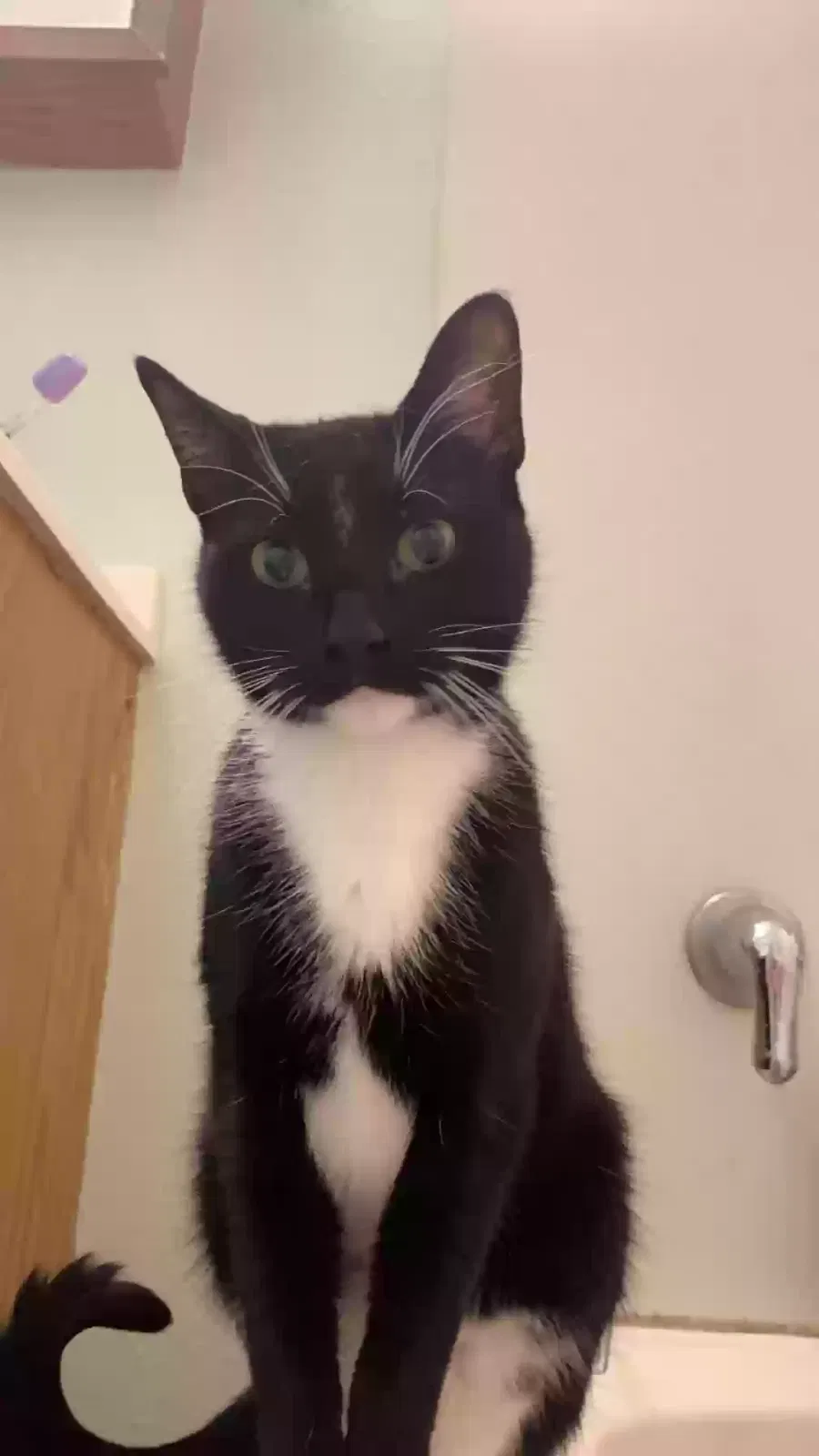 Lost cat in Owensboro, KY, 42302