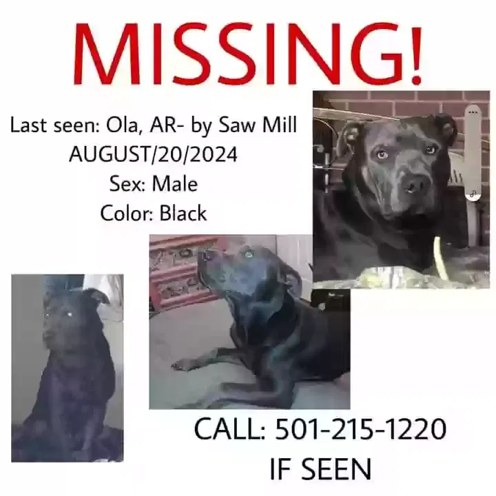 Lost dog in Ola, AR, 72853