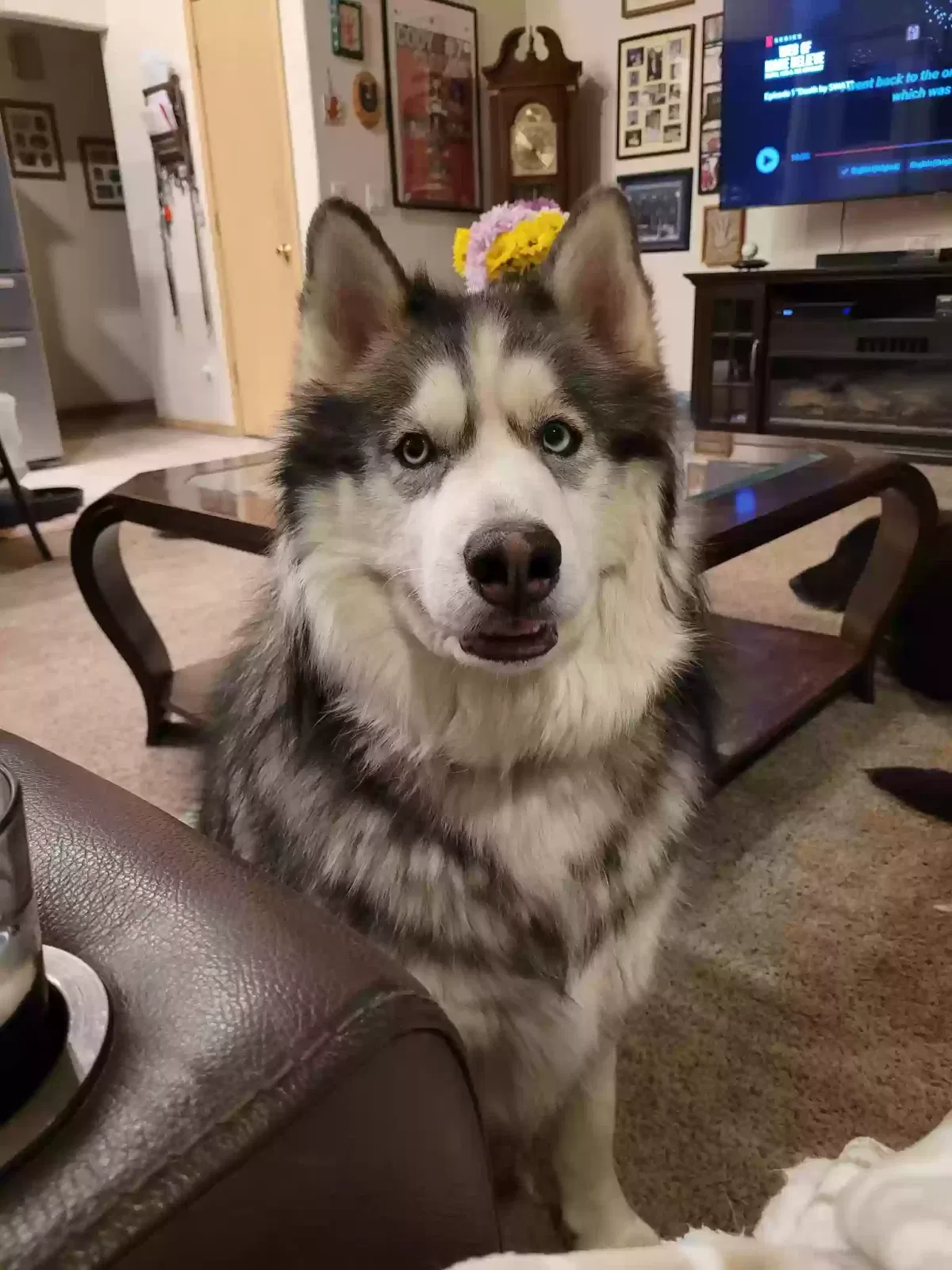 Lost dog in Tenino, WA, 98589