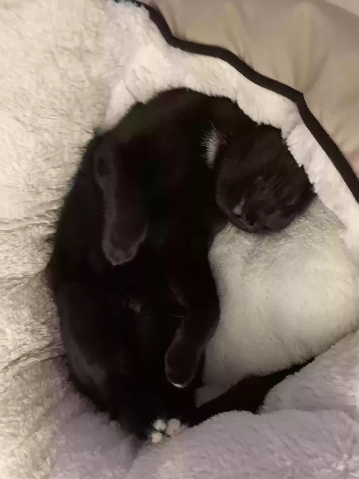 Lost cat in Visalia, CA, 93292