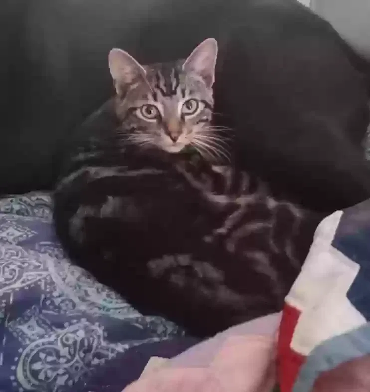 Lost cat in Cincinnati, OH, 45224