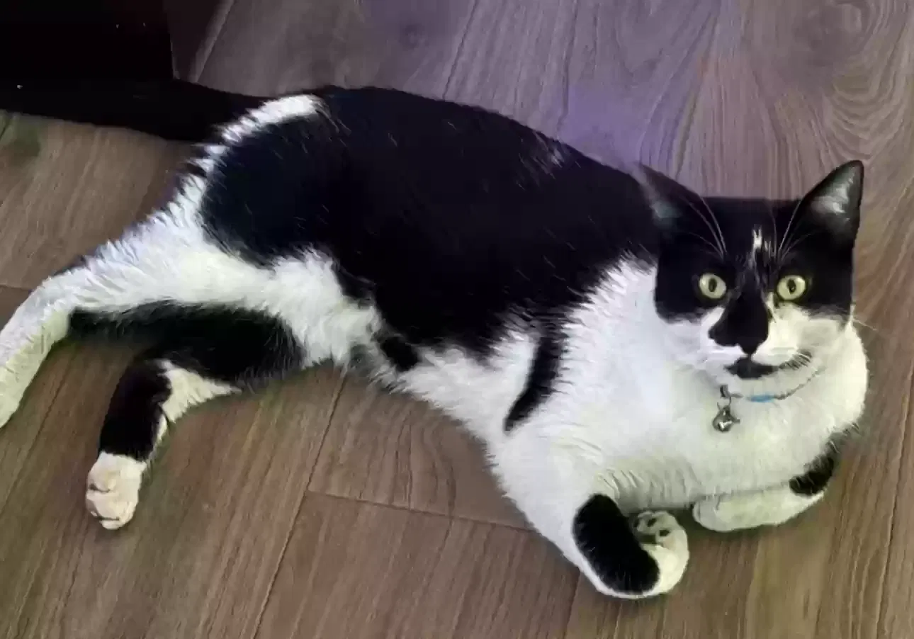 Lost cat in Visalia, CA, 93292
