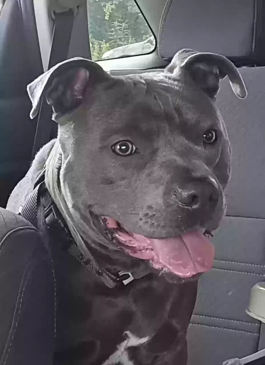 Lost dog in Soddy Daisy, TN, 37379