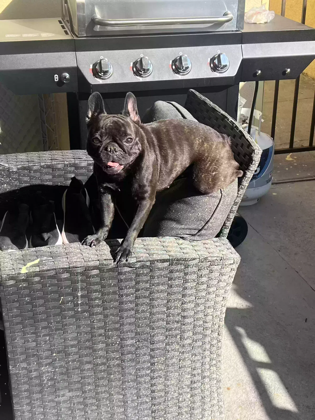 Lost dog in Los Angeles, CA, 90063