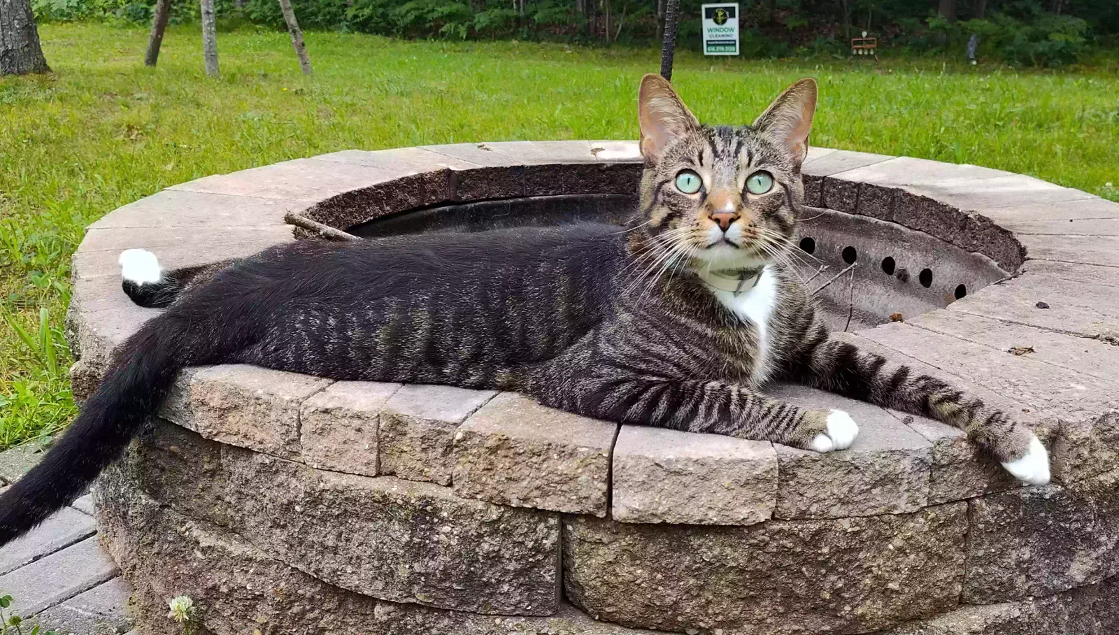 Lost cat in Grandville, MI, 49418