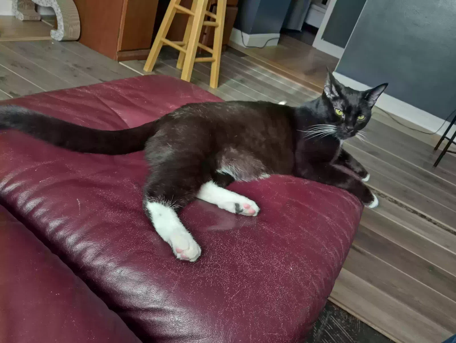 Lost cat in Cleveland, OH, 44135