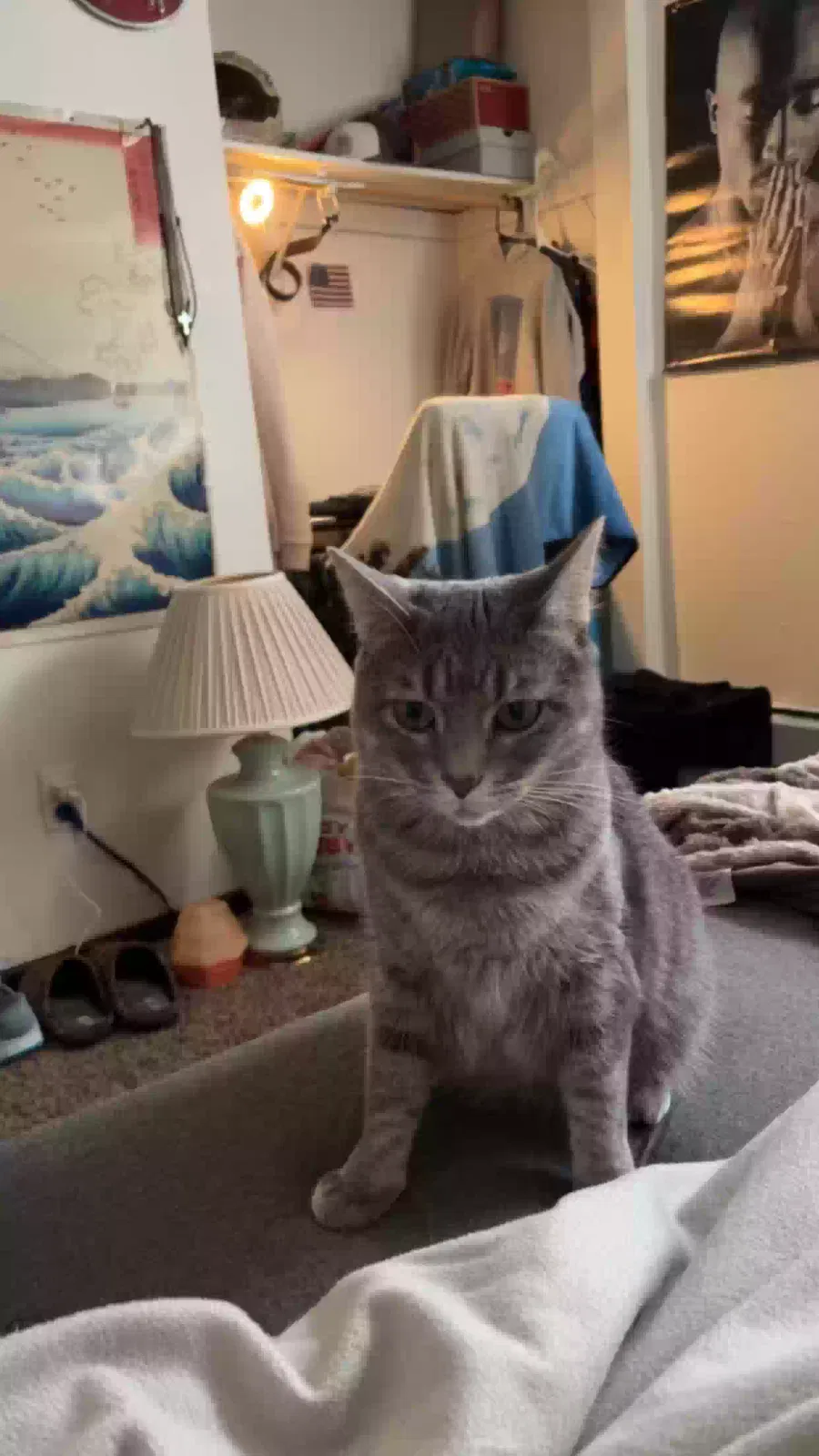 Lost cat in Ladson, SC, 29456