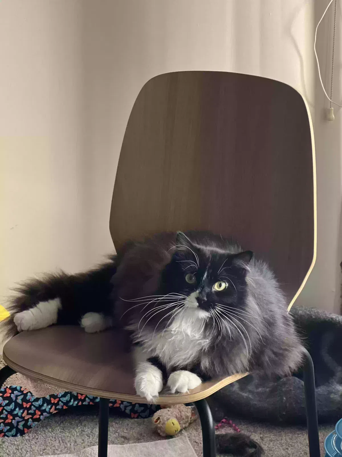 Lost cat in Denver, CO, 80218