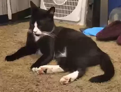 Lost cat in Anaheim, CA, 92801