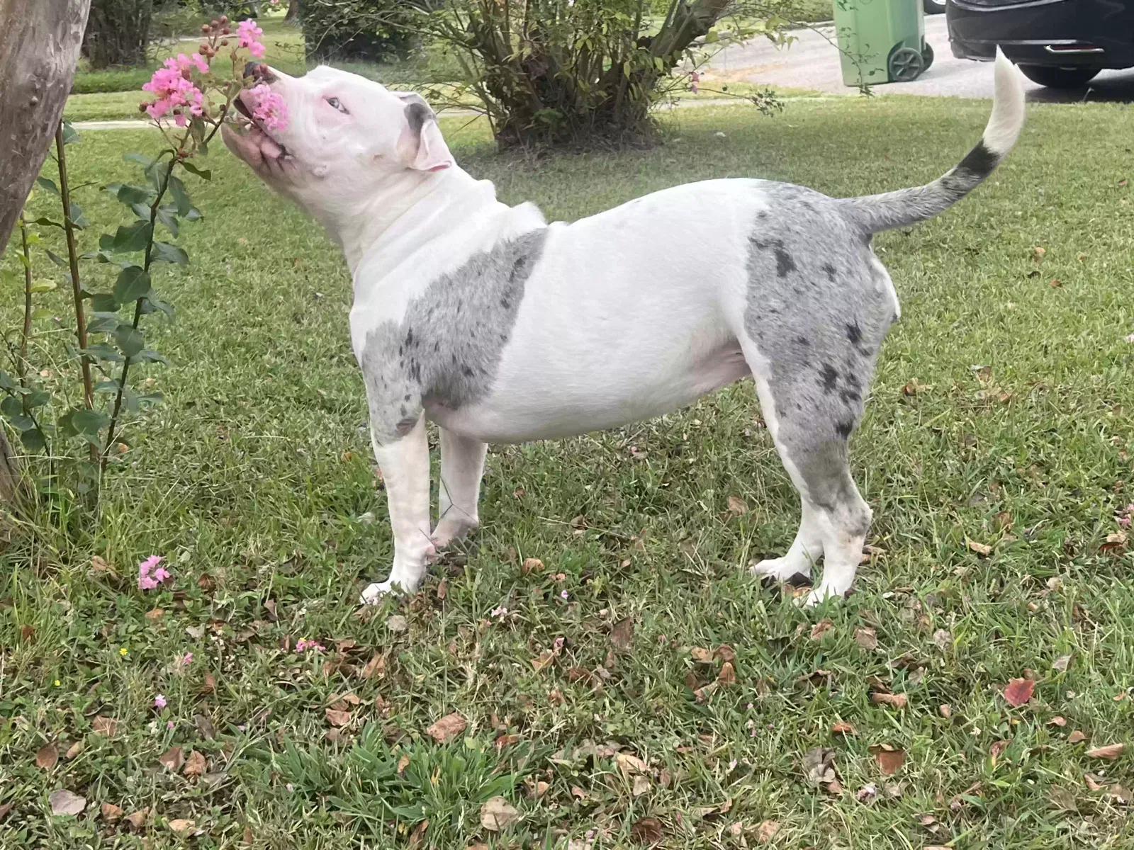 Lost dog in Montgomery, AL, 36117