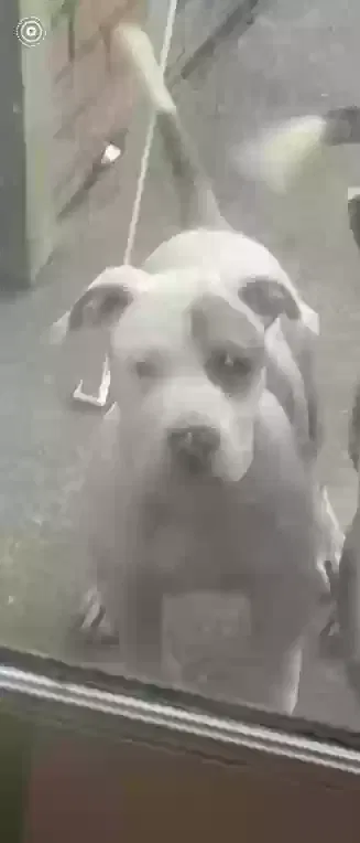 Lost dog in Montgomery, AL, 36117