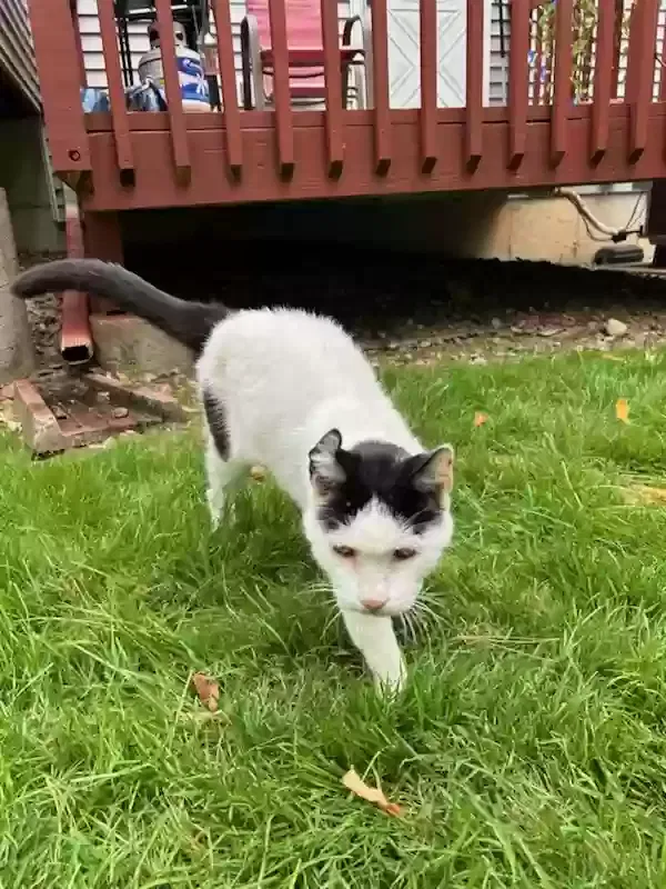 Found cat in Waterford, CT, 6385