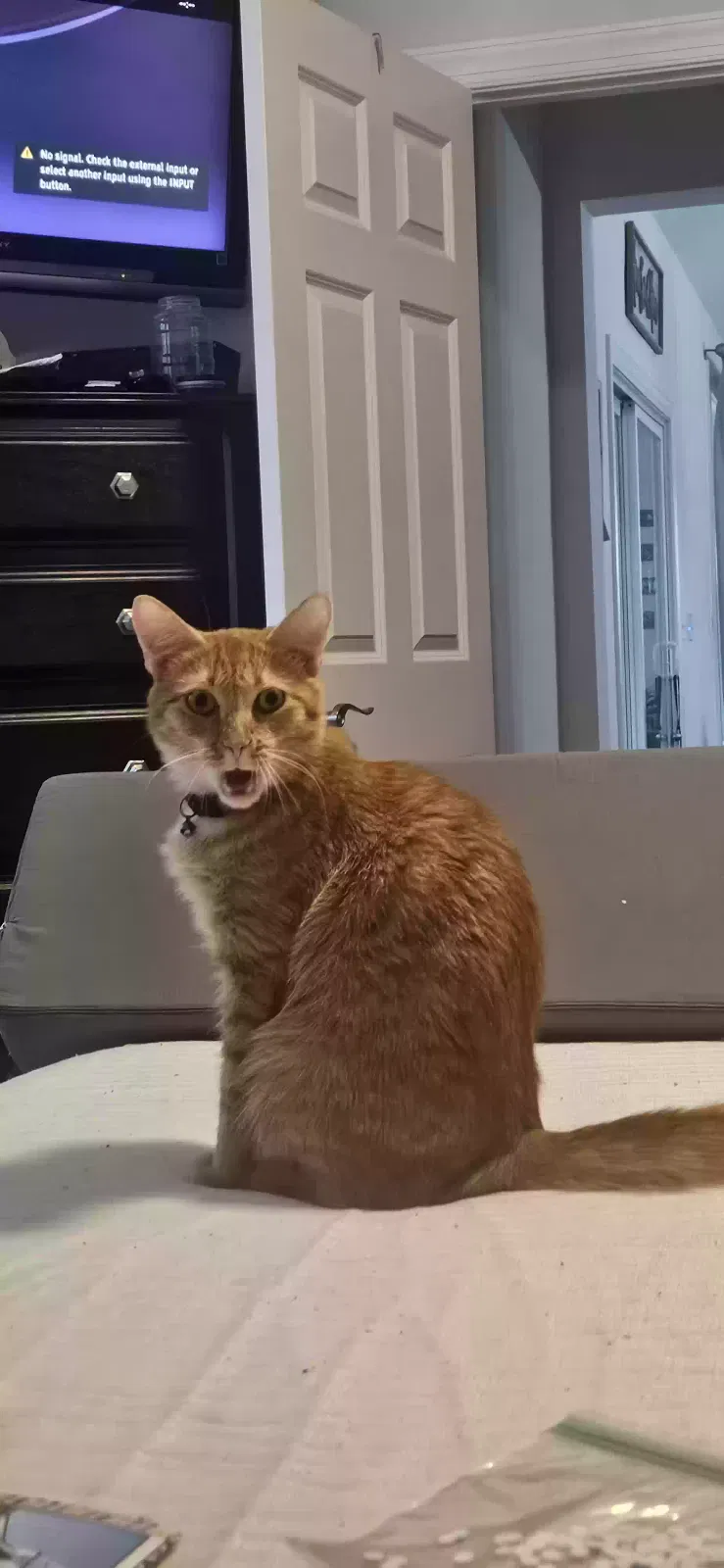 Lost cat in Blythewood, SC, 29016