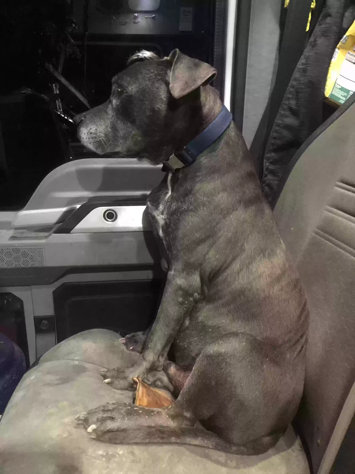 Lost dog in Greensboro, NC, 27410