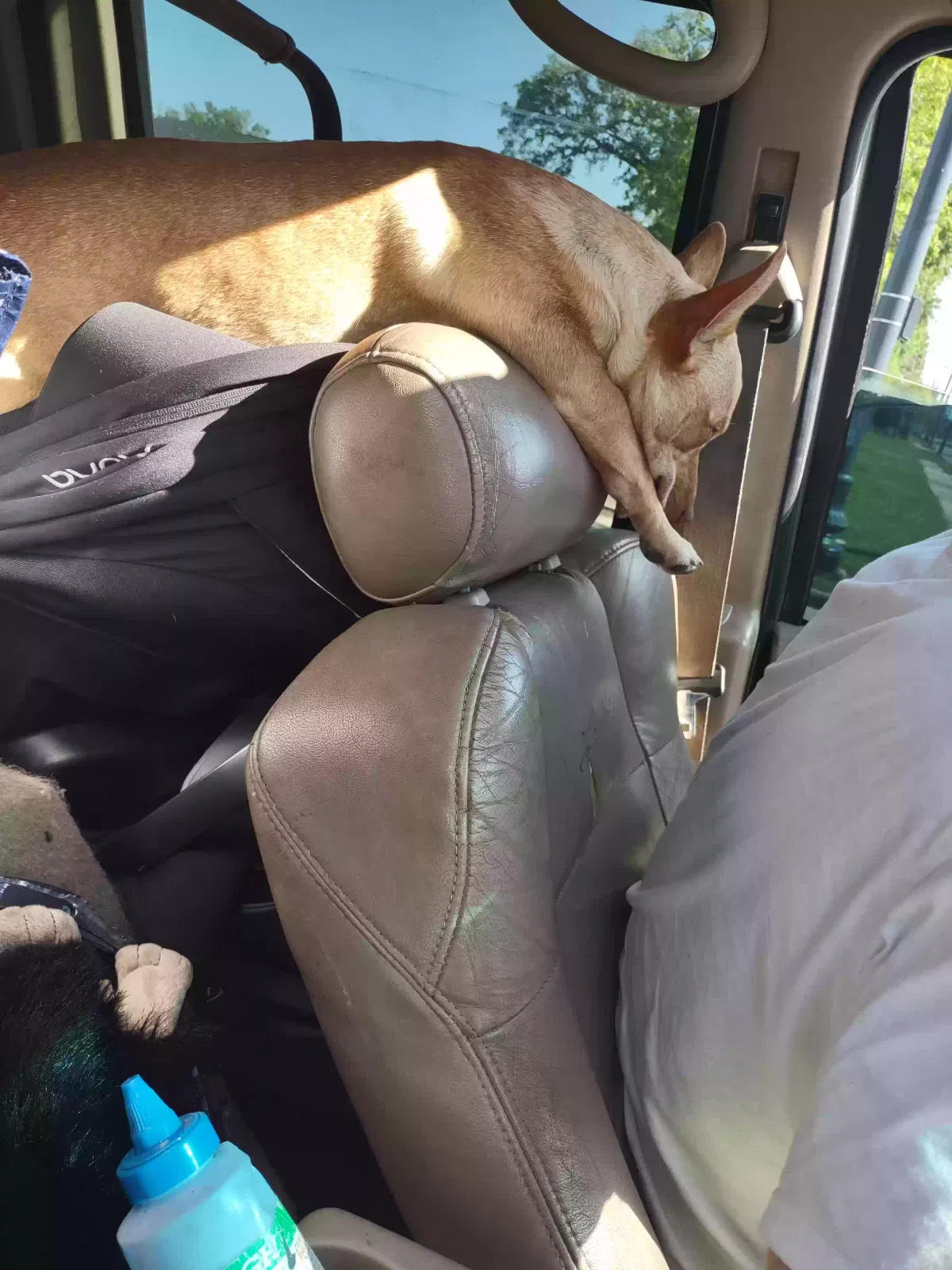 Lost dog in Beaumont, TX, 77702