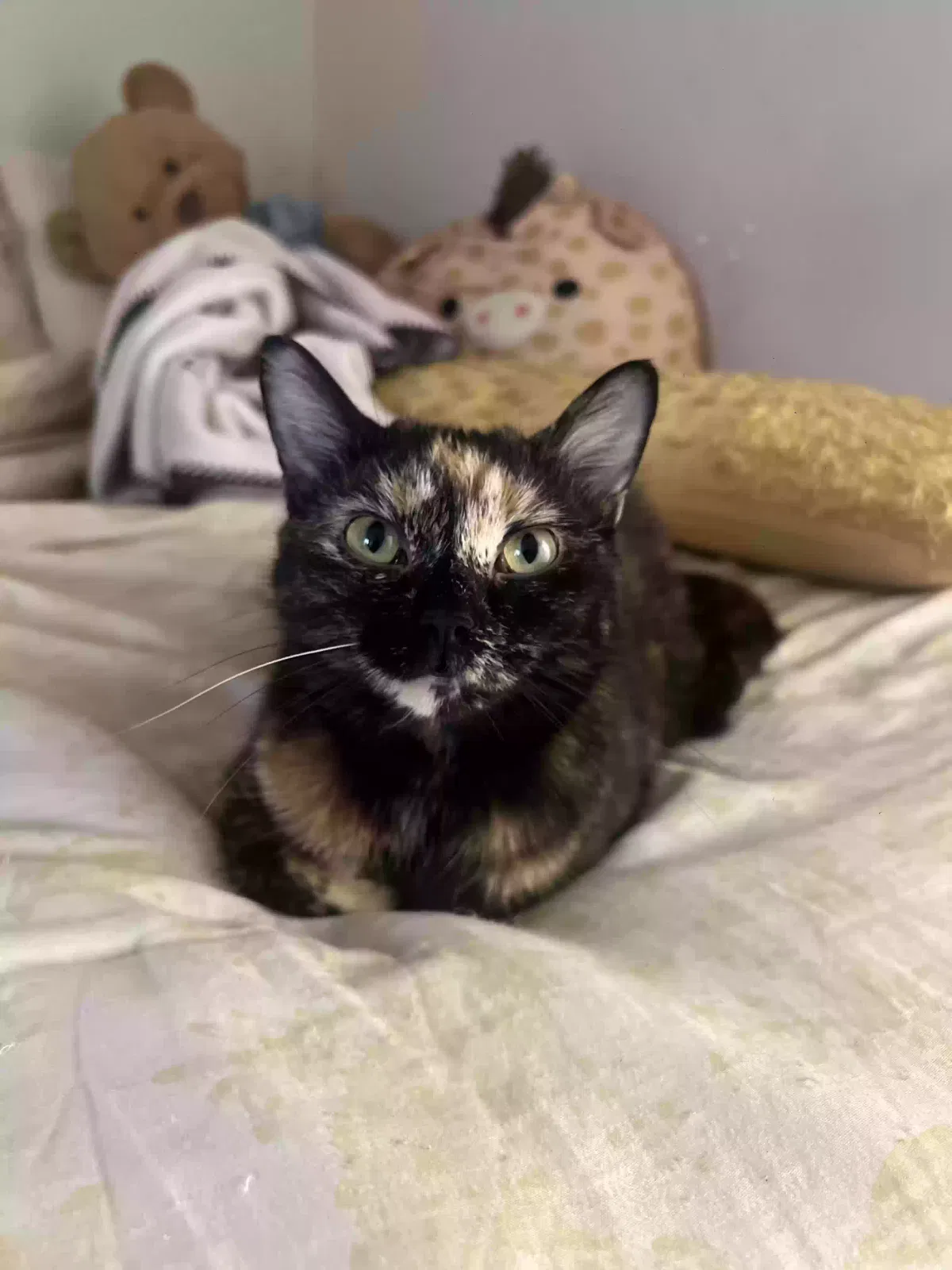 Lost cat in Morgantown, WV, 26506
