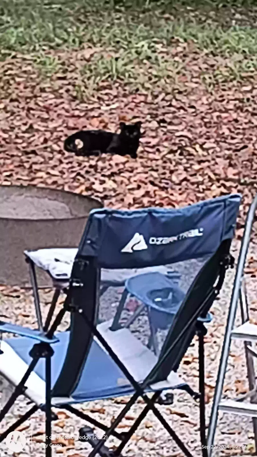 Found cat in Fulton, MS, 38843
