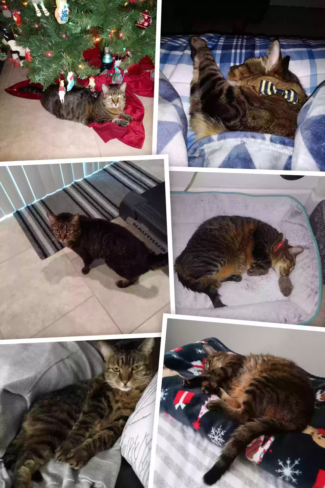 Lost cat in Clermont, FL, 34711