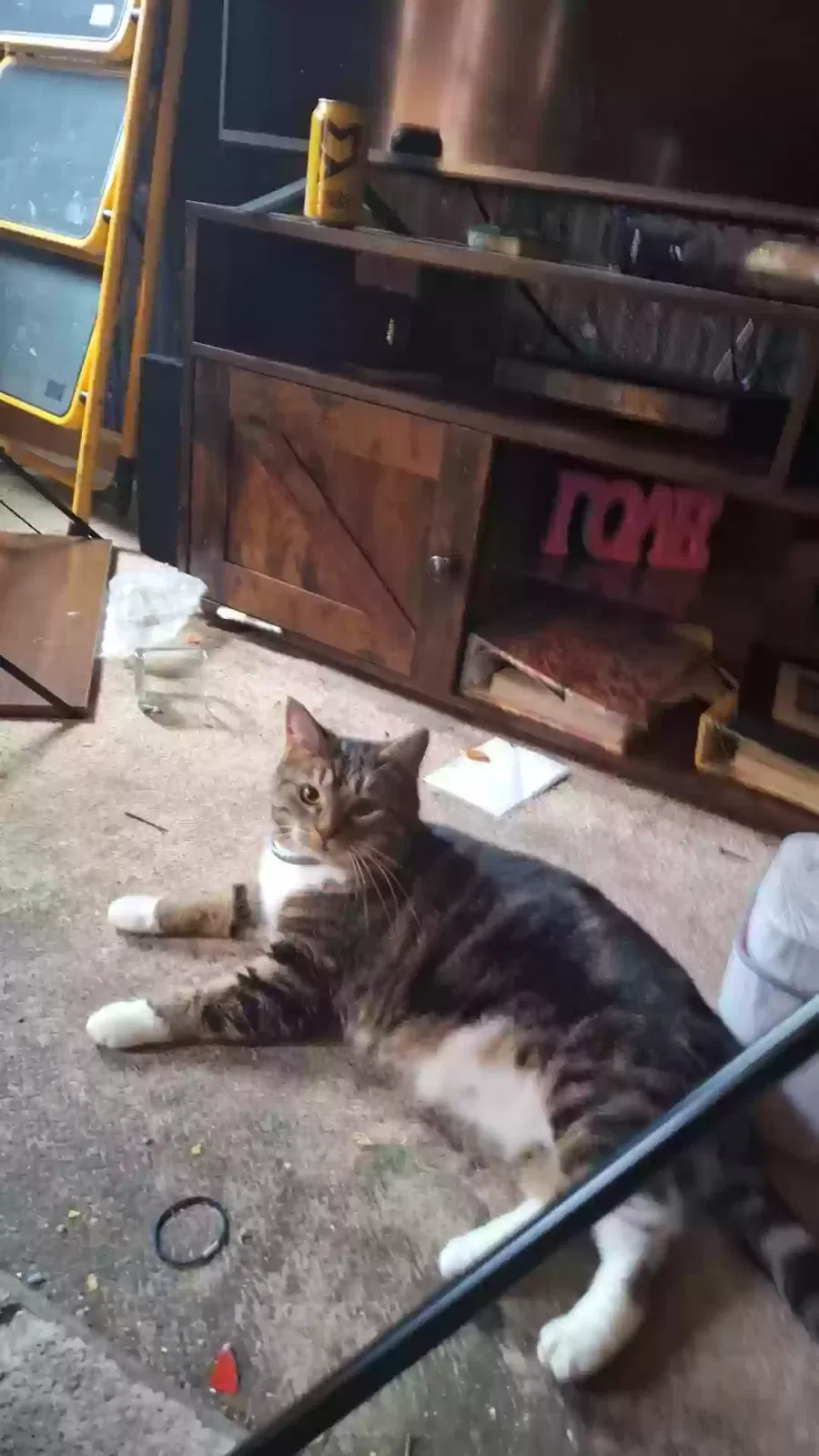 Lost cat in Athens, TN, 37303