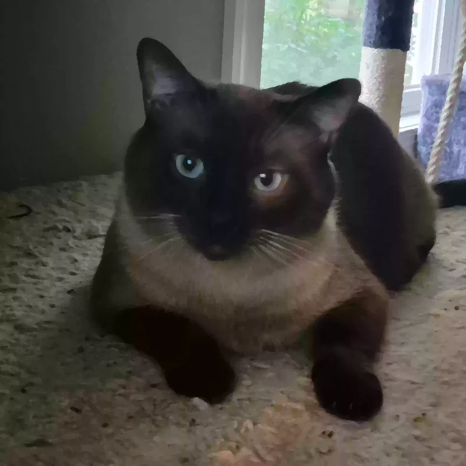 Lost cat in Louisville, OH, 44641