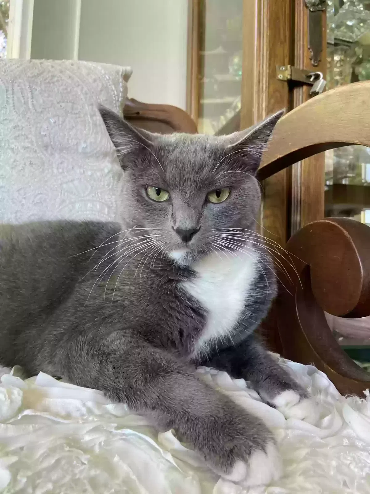 Lost cat in Los Angeles, CA, 90068