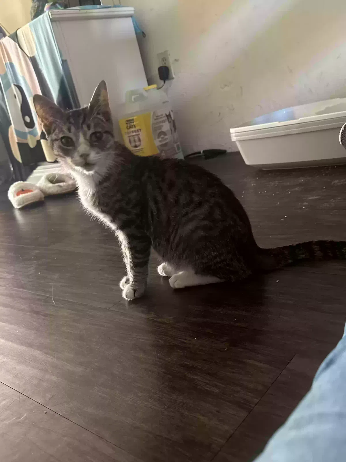 Lost cat in Carmichael, CA, 95608
