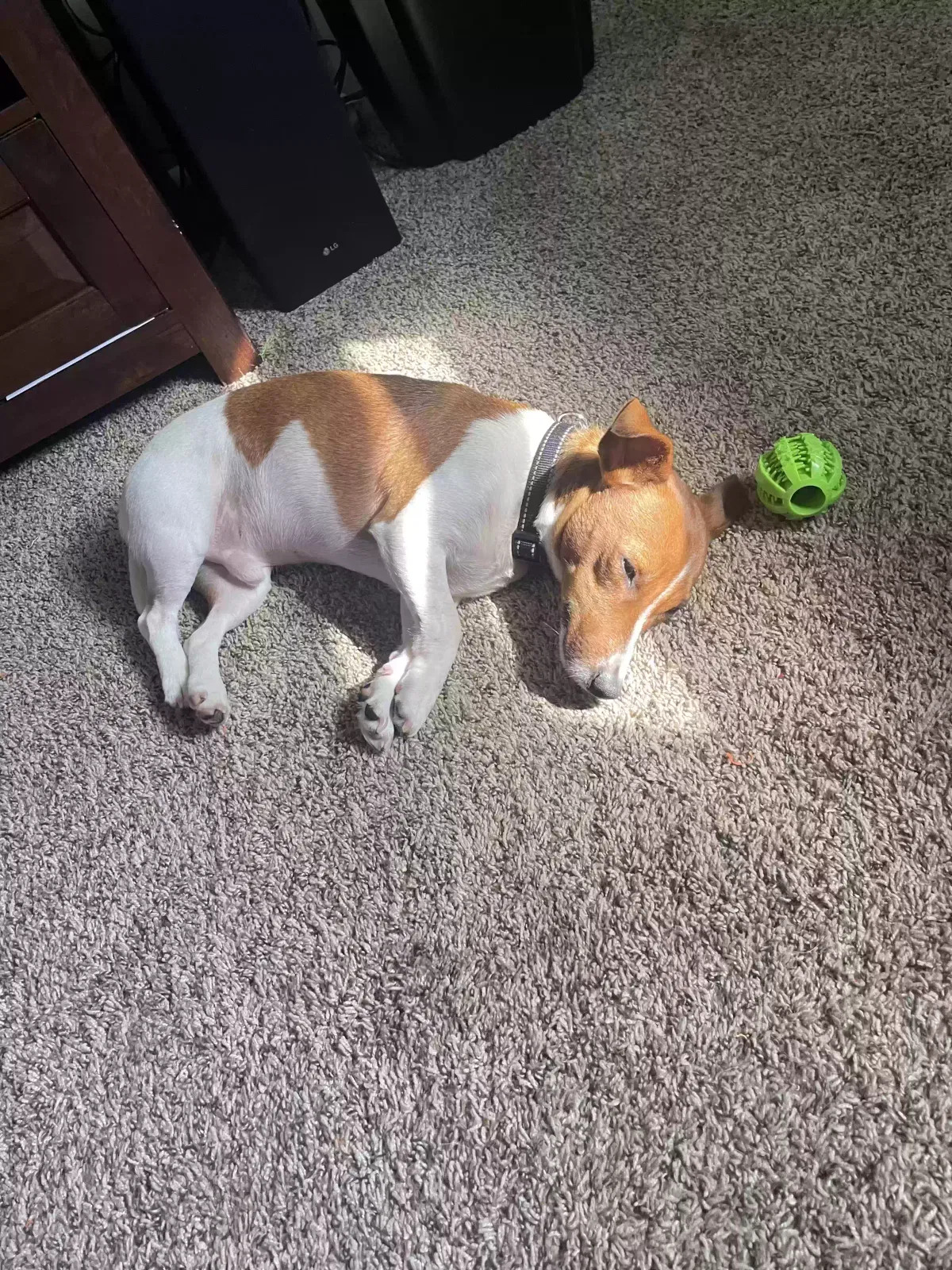 Lost dog in Suitland, MD, 20746