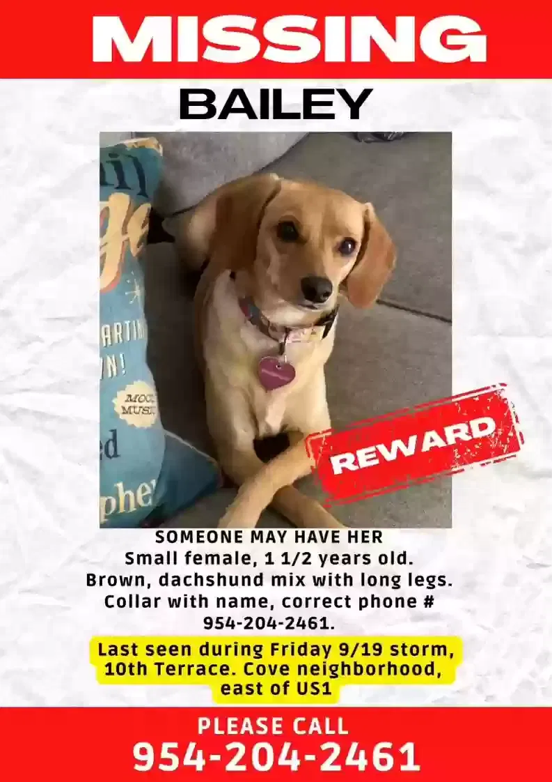 Lost dog in Deerfield Beach, FL, 33441
