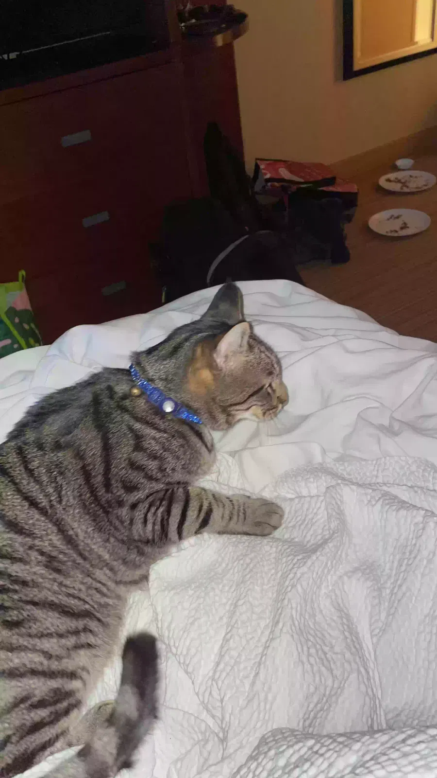 Lost cat in Canton, OH, 44709