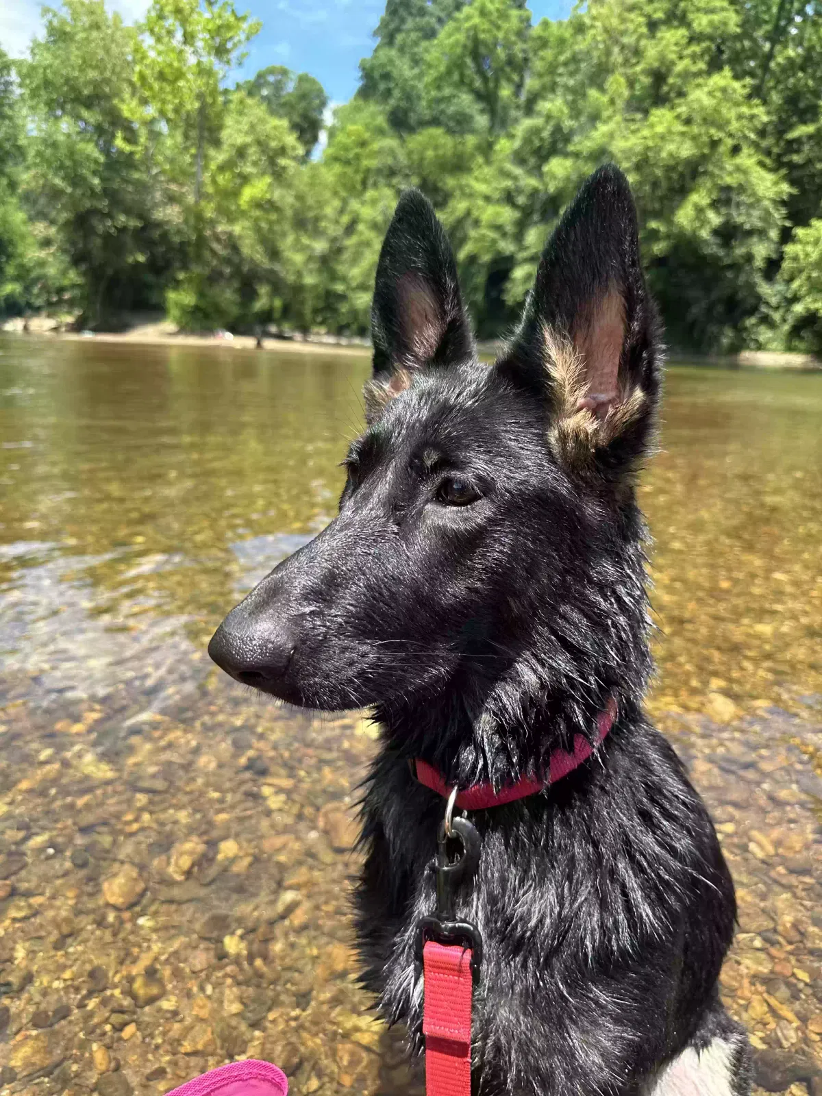 Lost dog in Palmyra, VA, 22963