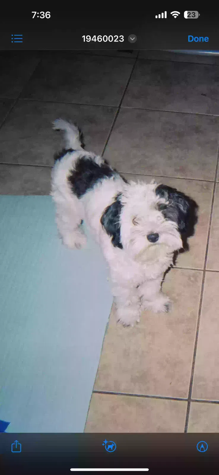 Lost dog in Las Vegas, NV, 89104