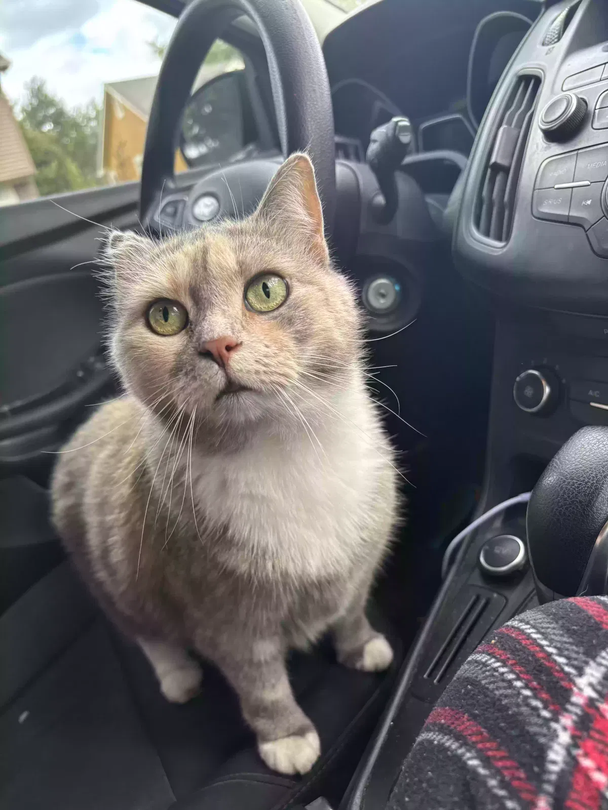 Lost cat in Indianapolis, IN, 46278