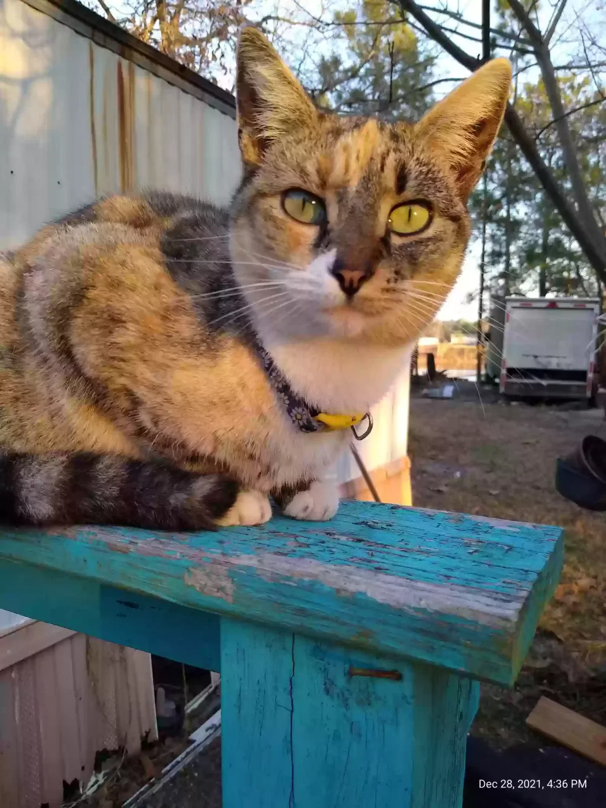 Lost cat in Cameron, NC, 28326