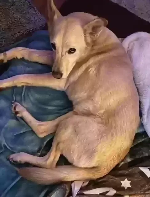 Lost dog in Pensacola, FL, 32501