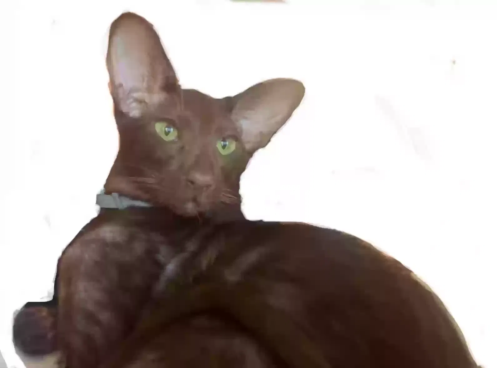 Lost cat in Mobile, AL, 36608