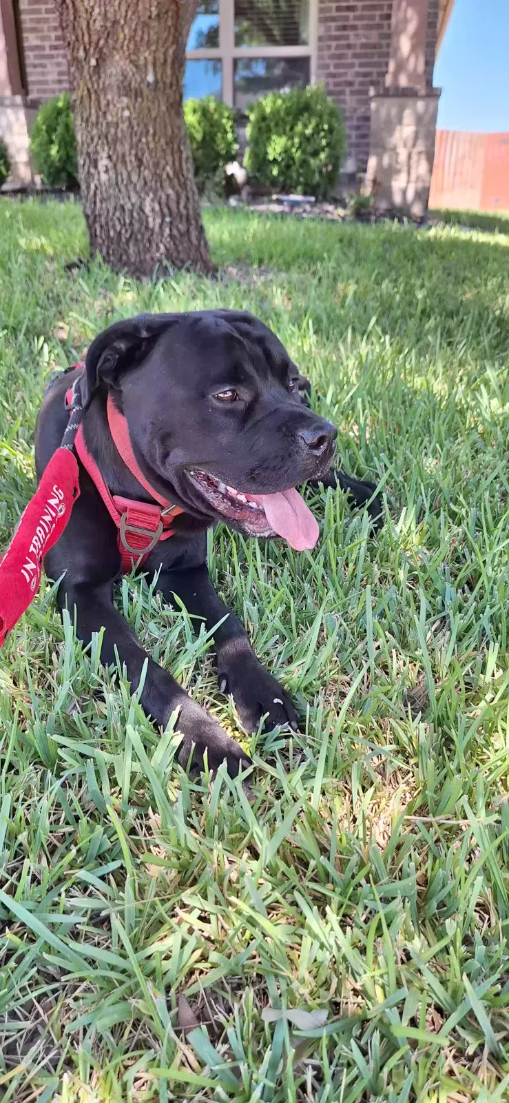 Lost dog in Justin, TX, 76247
