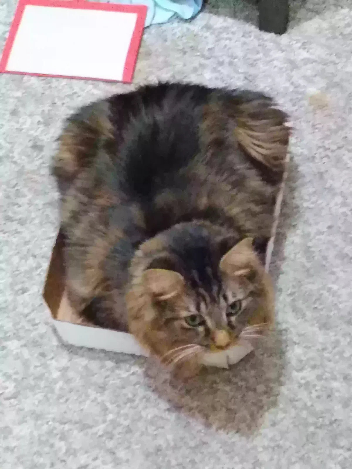 Lost cat in Corry, PA, 16407