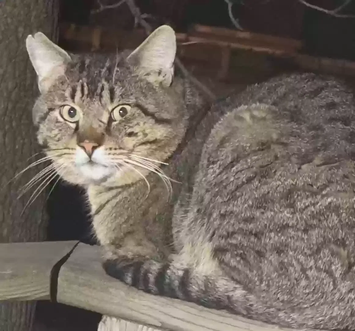 Lost cat in Shakopee, MN, 55379