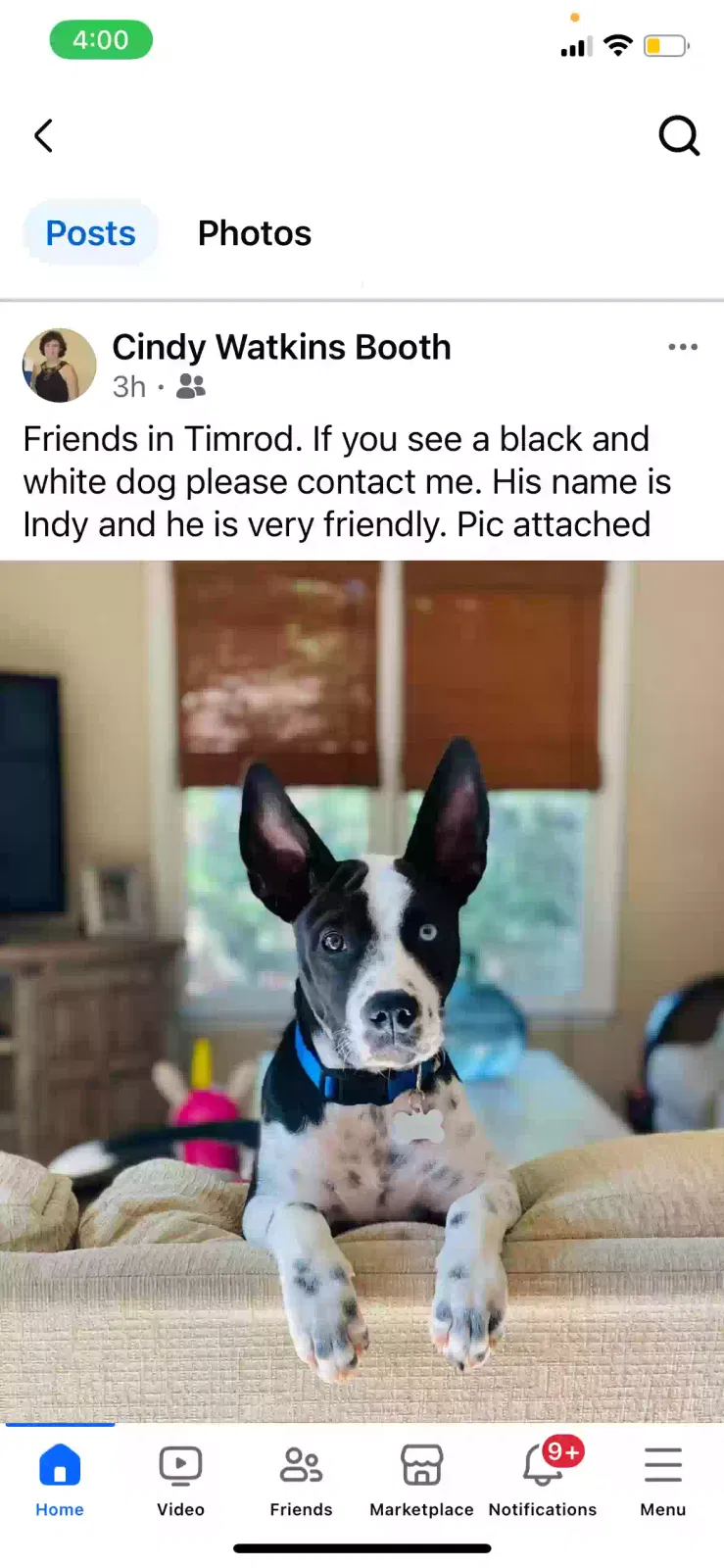 Lost dog in Bethune, SC, 29009