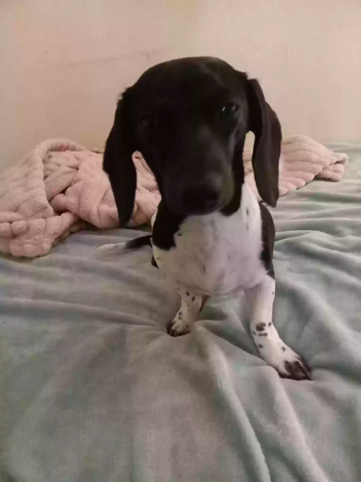 Lost dog in Jonesboro, AR, 72401