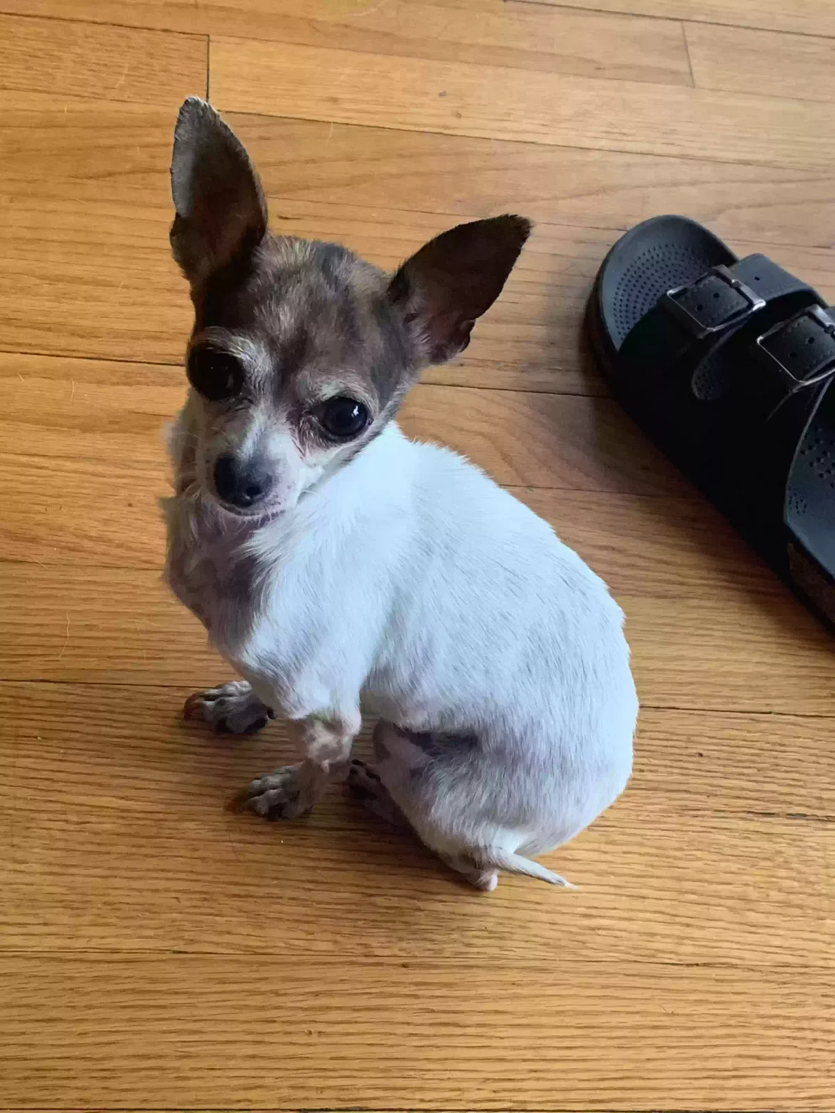 Lost dog in Chicago, IL, 60641